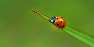 coccinella